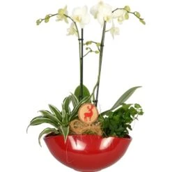 Weihnachtsarrangement Mit Orchidee Topf-Ø Ca. 25 Cm
