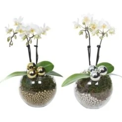 Weihnachtsarrangement Mit Mini-Orchidee Topf-Ø Ca. 6 Cm -Vitavia Verkaufsgeschäft 2274074 4883 3