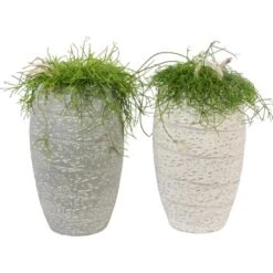 Arrangement Mit Rutenkaktus Topf-Ø Ca. 17 Cm