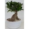 Bonsai In Keramikschale Topf-Ø Ca. 24 Cm Ficus
