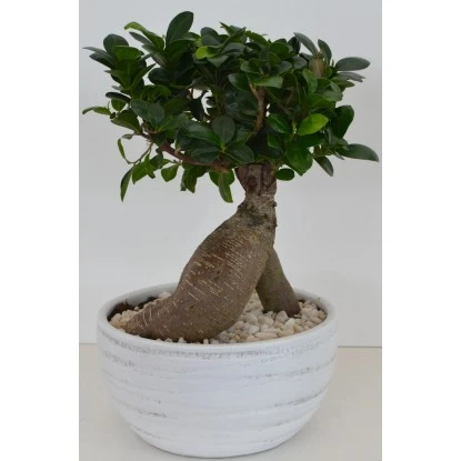 Bonsai In Keramikschale Topf-Ø Ca. 24 Cm Ficus 1 Bonsai In Keramikschale Topf-Ø Ca. 24 Cm Ficus