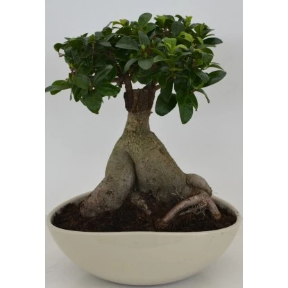 Bonsai In Keramikschale Topf-Ø Ca. 27 Cm Ficus 1 Bonsai In Keramikschale Topf-Ø Ca. 27 Cm Ficus