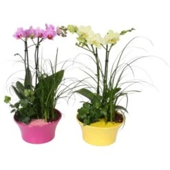 Orchideen-Arrangement Im Bunten Keramik-Gefäß Topf-Ø Ca. 20 Cm