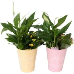 Oster-Arrangement Im Zink-Gefäß Topf-Ø Ca. 13 Cm