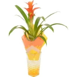 Bromelie In Glasvase Topf-Ø Ca. 6 Cm