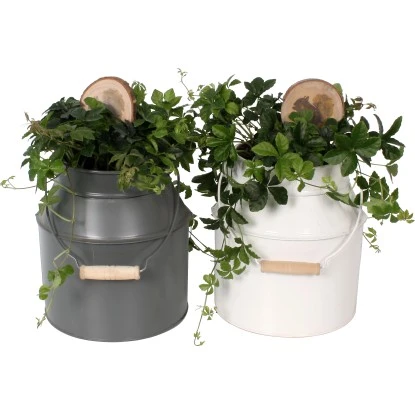 Zwergpfeffer "Rocca Scuro" In Zinkkanne Topf-Ø Ca. 16 Cm -Vitavia Verkaufsgeschäft 8719194201651 4883