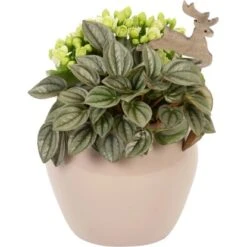 Winterliches Pflanzen-Arrangement Im Keramik-Gefäß Topf-Ø Ca. 12 Cm