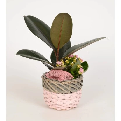 Pflanzen-Arrangement Im Korb-Gefäß Topf-Ø Ca. 16 Cm -Vitavia Verkaufsgeschäft 8719194234109 4883