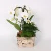 Orchideen-Arrangement Im Holz-Gefäß Topf-Ø Ca. 21 Cm