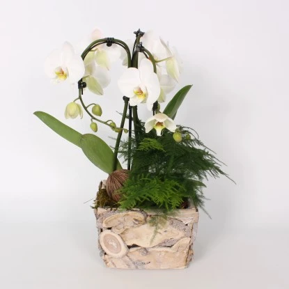Orchideen-Arrangement Im Holz-Gefäß Topf-Ø Ca. 21 Cm 1 Orchideen-Arrangement Im Holz-Gefäß Topf-Ø Ca. 21 Cm