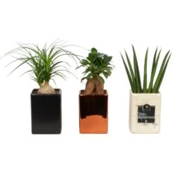 Arrangement Grünpflanze In Magnet Topf-Ø Ca. 11 Cm